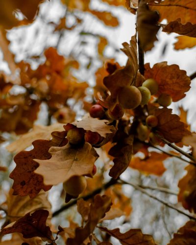 yauheni-hancharenka-PlyhGoAy4hs-unsplash